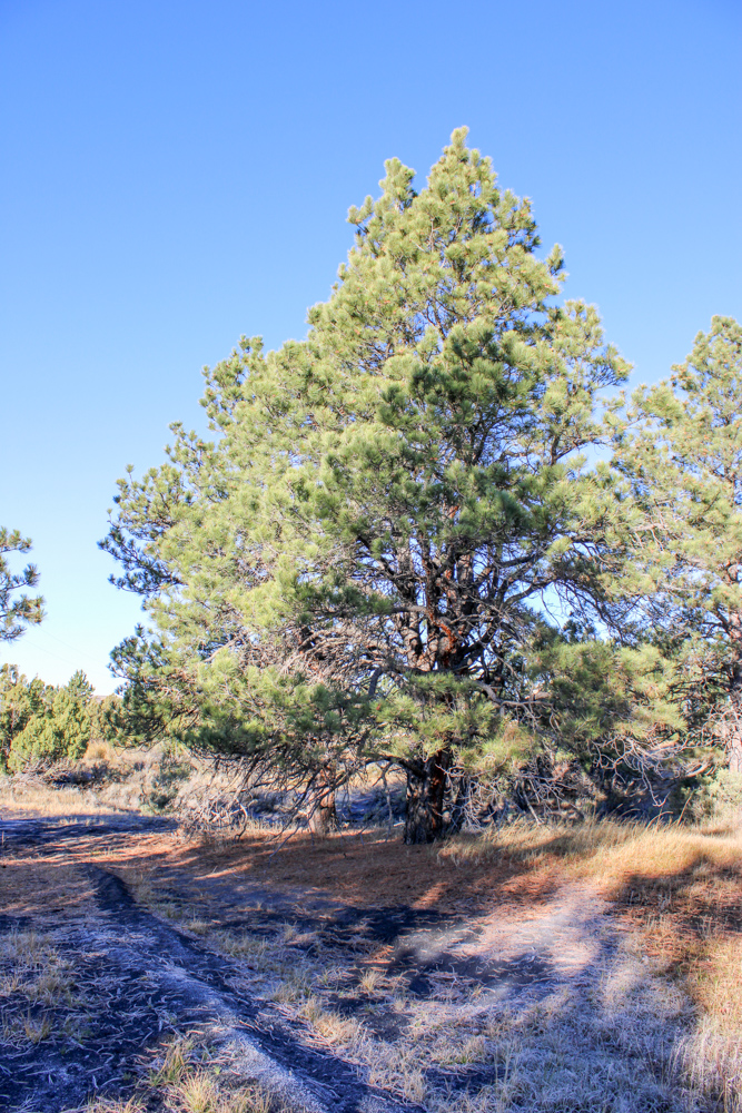 Juniper Hills Build Site