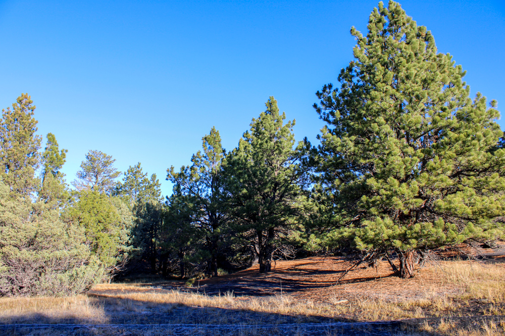 Juniper Hills Build Site