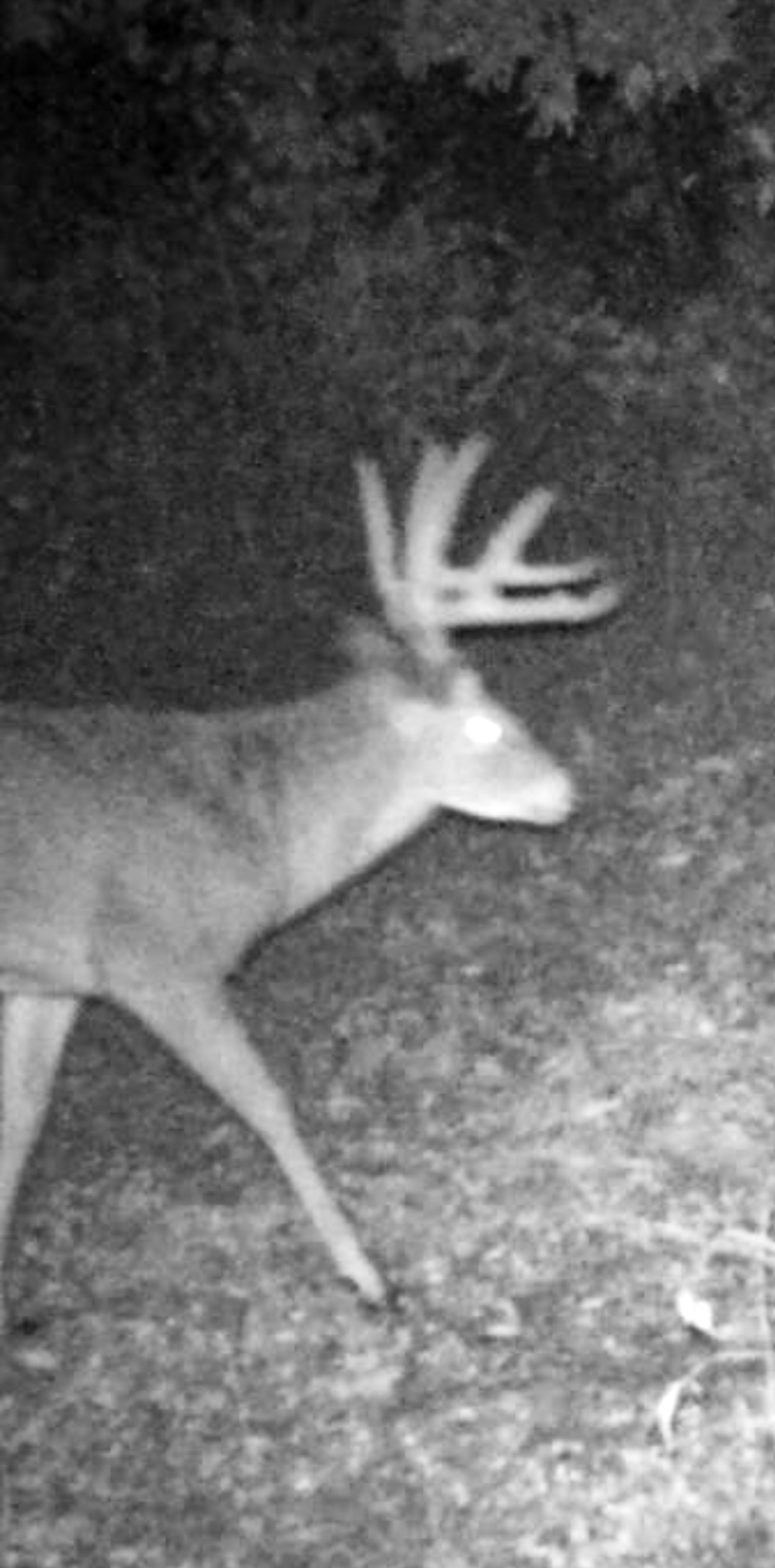 Hunting Paradise with Income