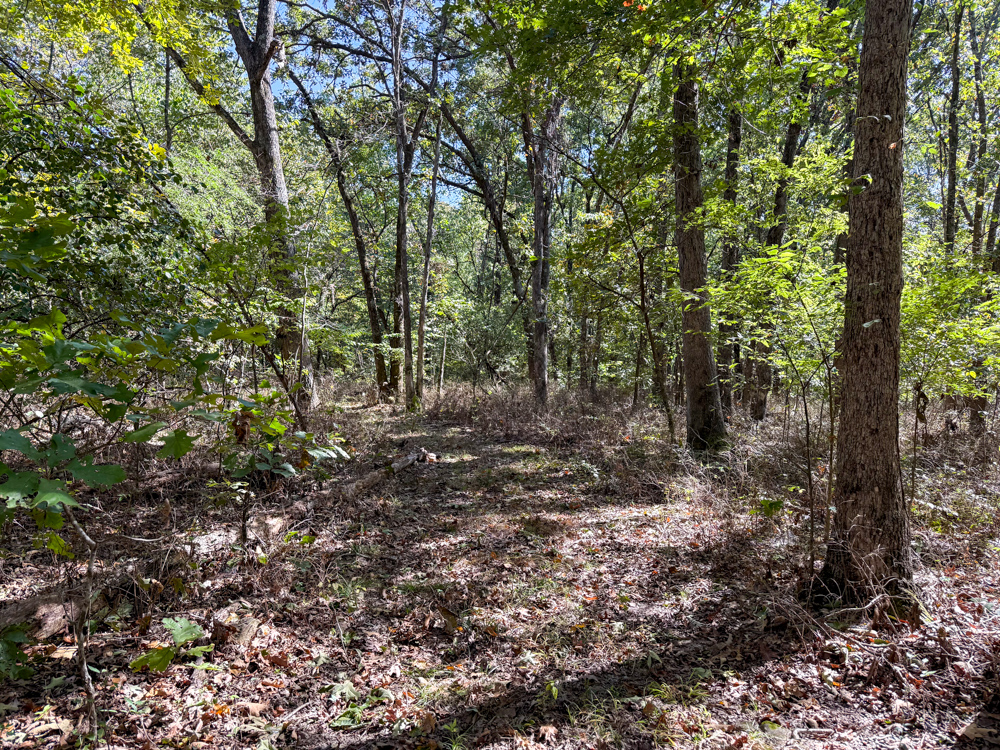 Premier Build Sites and Trophy Deer Habitat Near Carthage
