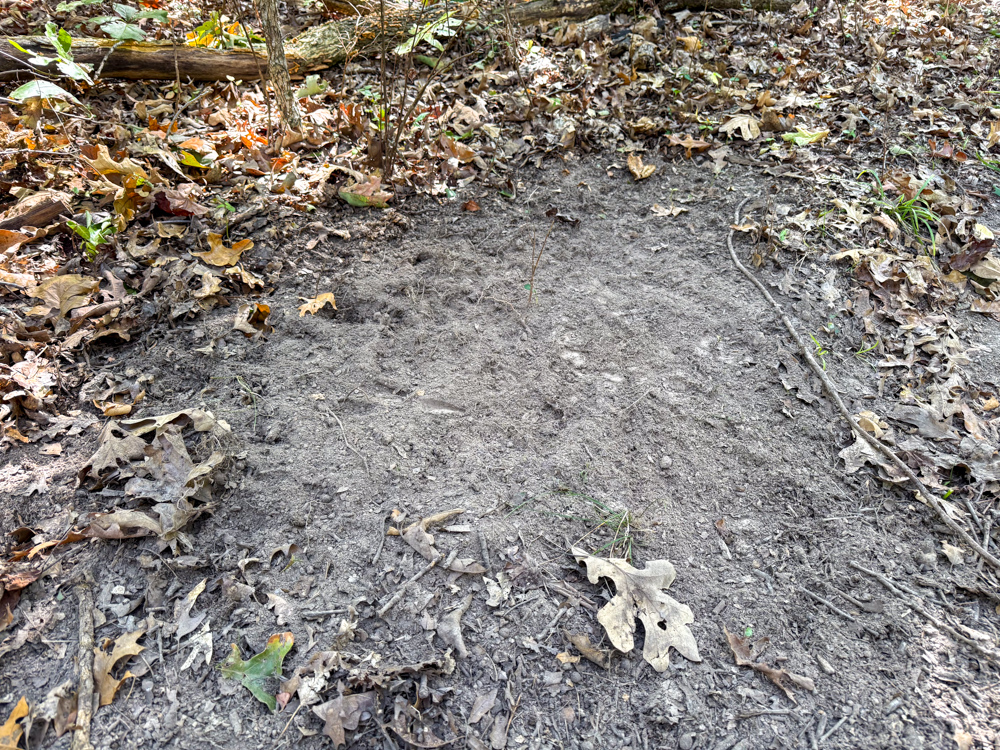 Premier Build Sites and Trophy Deer Habitat Near Carthage