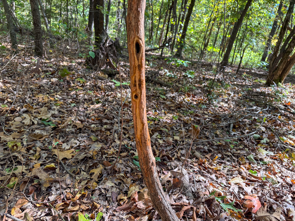 Premier Build Sites and Trophy Deer Habitat Near Carthage