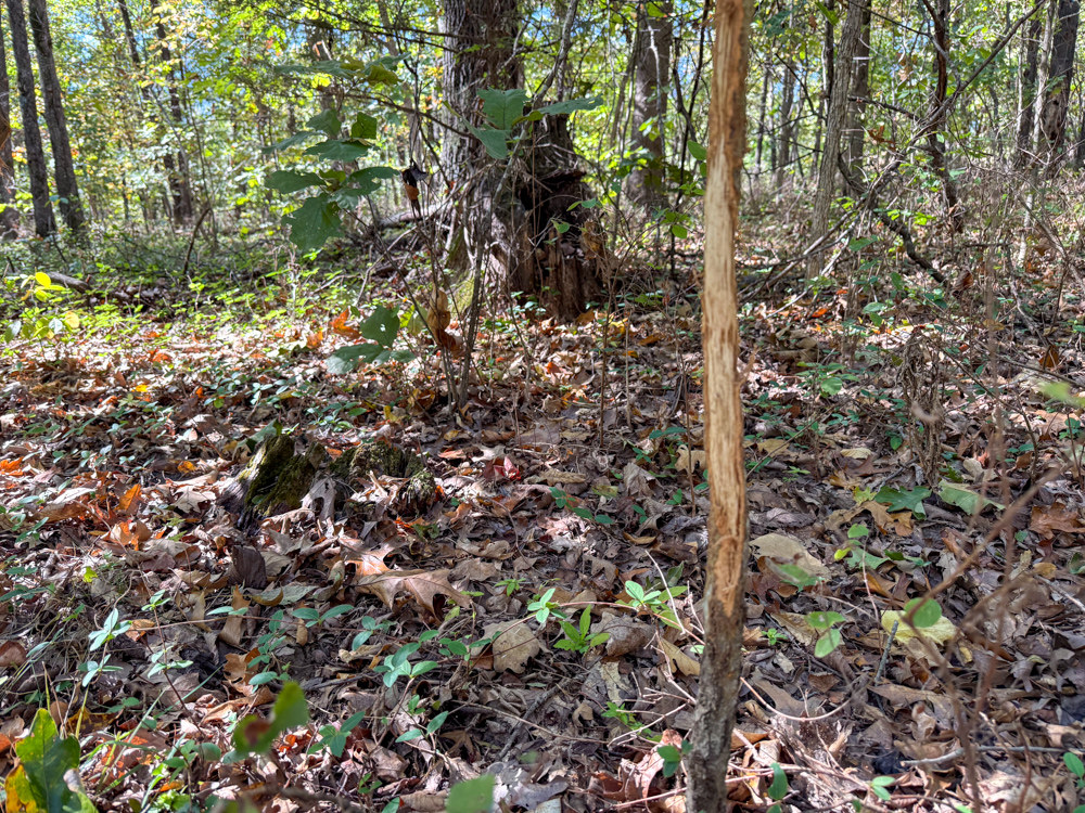 Premier Build Sites and Trophy Deer Habitat Near Carthage