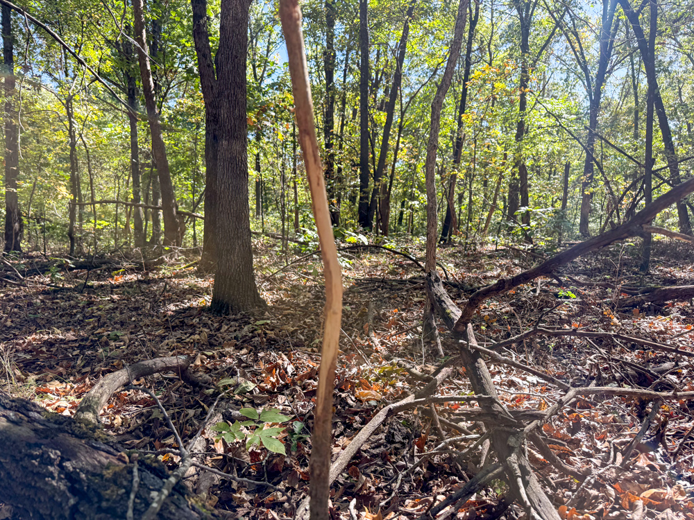 Premier Build Sites and Trophy Deer Habitat Near Carthage