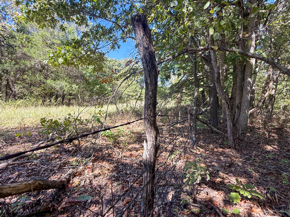 Premier Build Sites and Trophy Deer Habitat Near Carthage