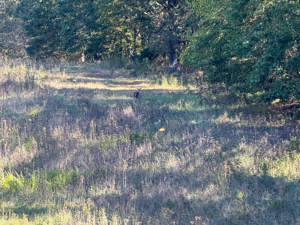 Premier Build Sites and Trophy Deer Habitat Near Carthage