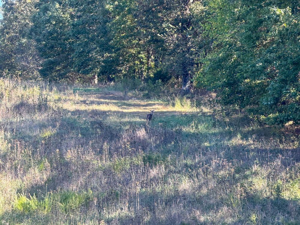 Premier Build Sites and Trophy Deer Habitat Near Carthage