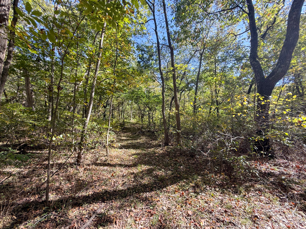 Premier Build Sites and Trophy Deer Habitat Near Carthage