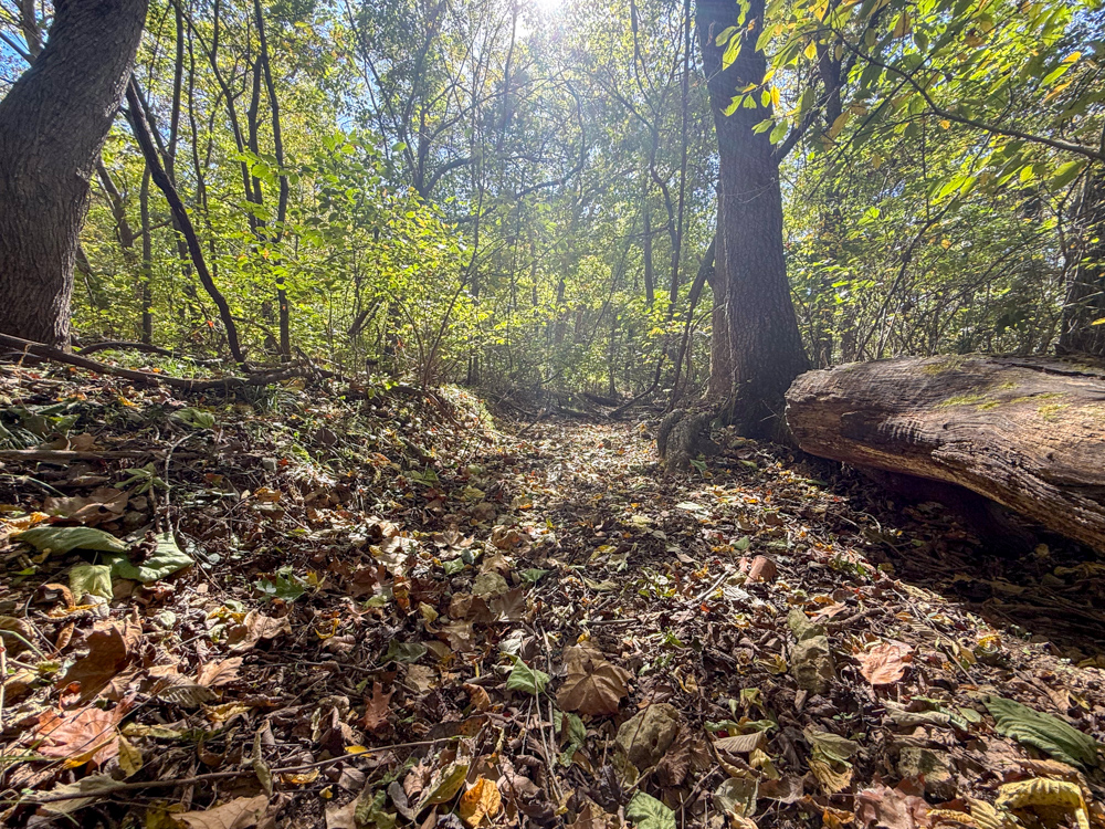 Premier Build Sites and Trophy Deer Habitat Near Carthage