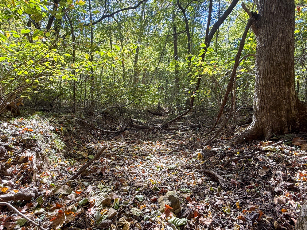 Premier Build Sites and Trophy Deer Habitat Near Carthage