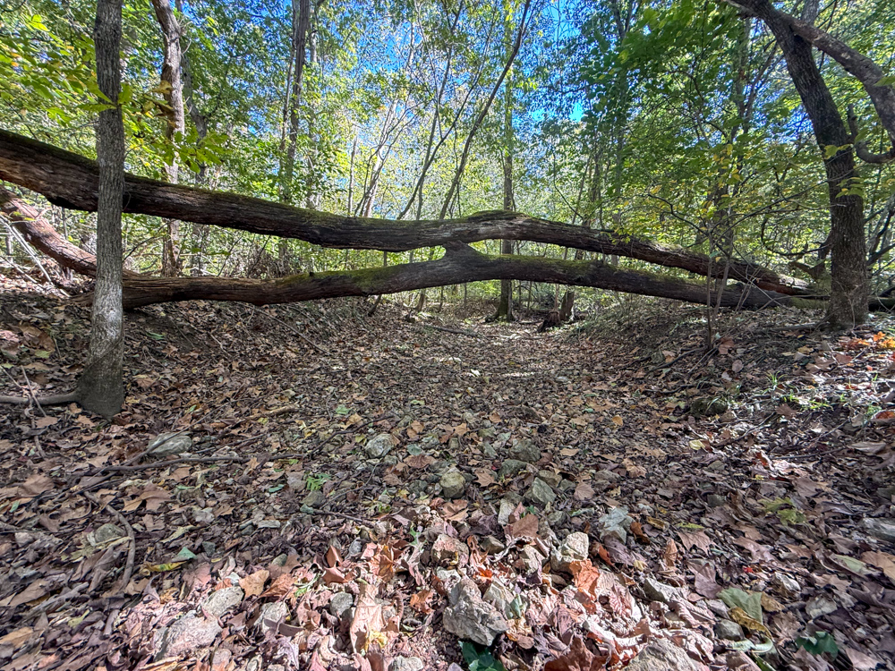 Premier Build Sites and Trophy Deer Habitat Near Carthage