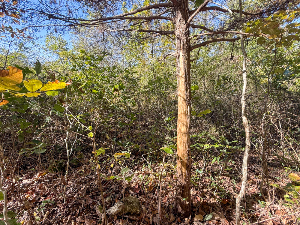 Premier Build Sites and Trophy Deer Habitat Near Carthage