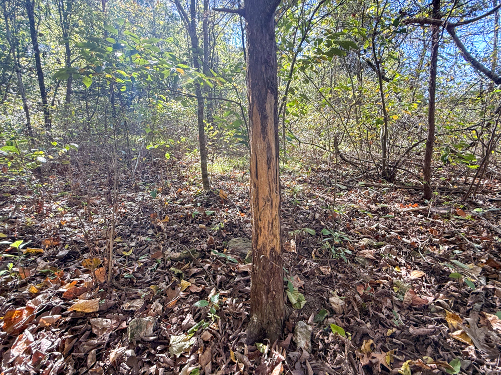 Premier Build Sites and Trophy Deer Habitat Near Carthage