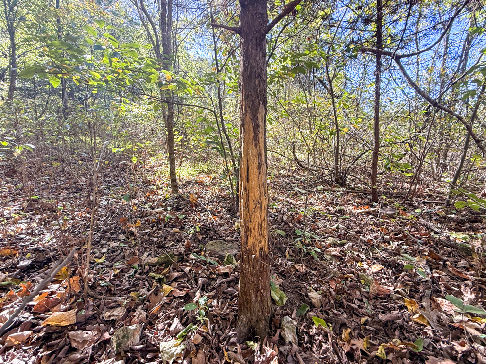 Premier Build Sites and Trophy Deer Habitat Near Carthage