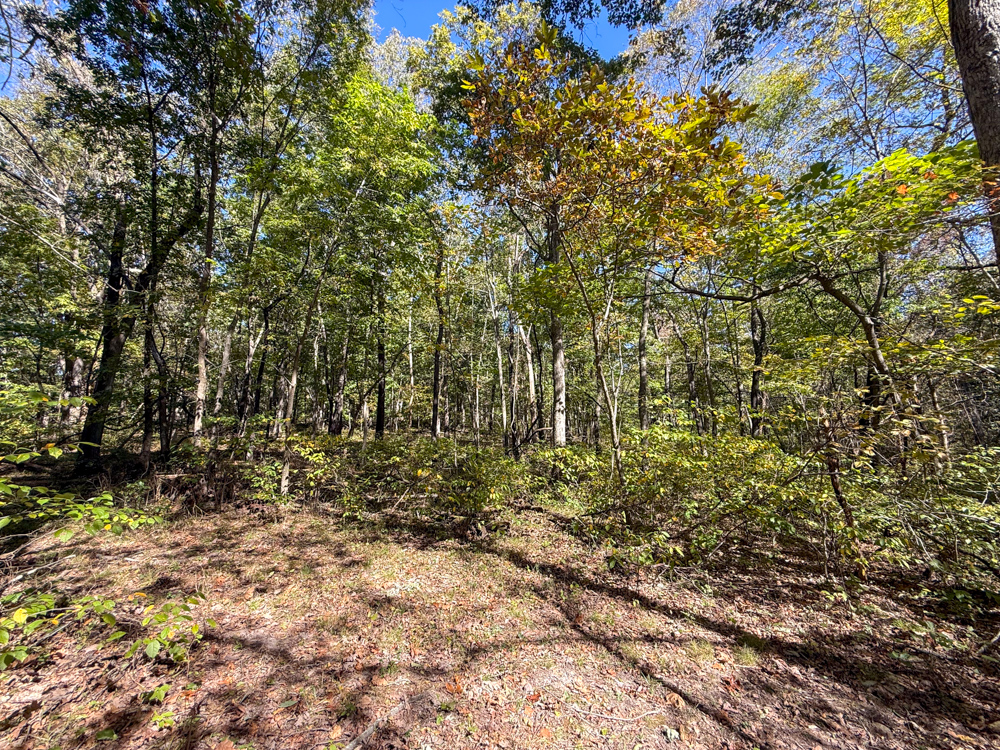 Premier Build Sites and Trophy Deer Habitat Near Carthage