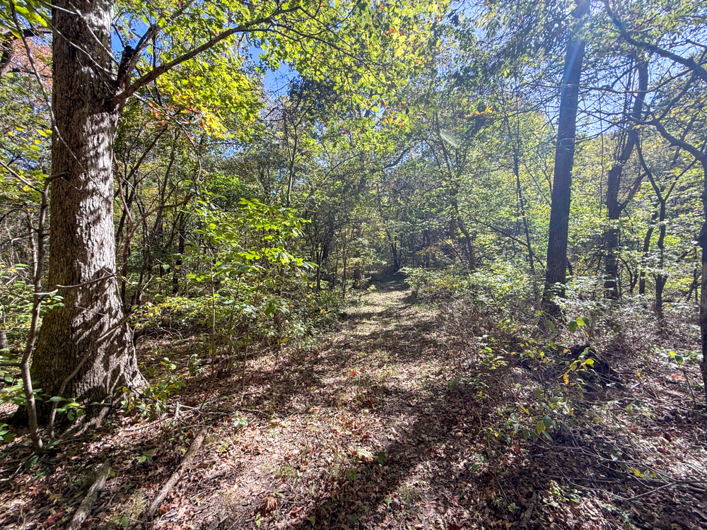 Premier Build Sites and Trophy Deer Habitat Near Carthage
