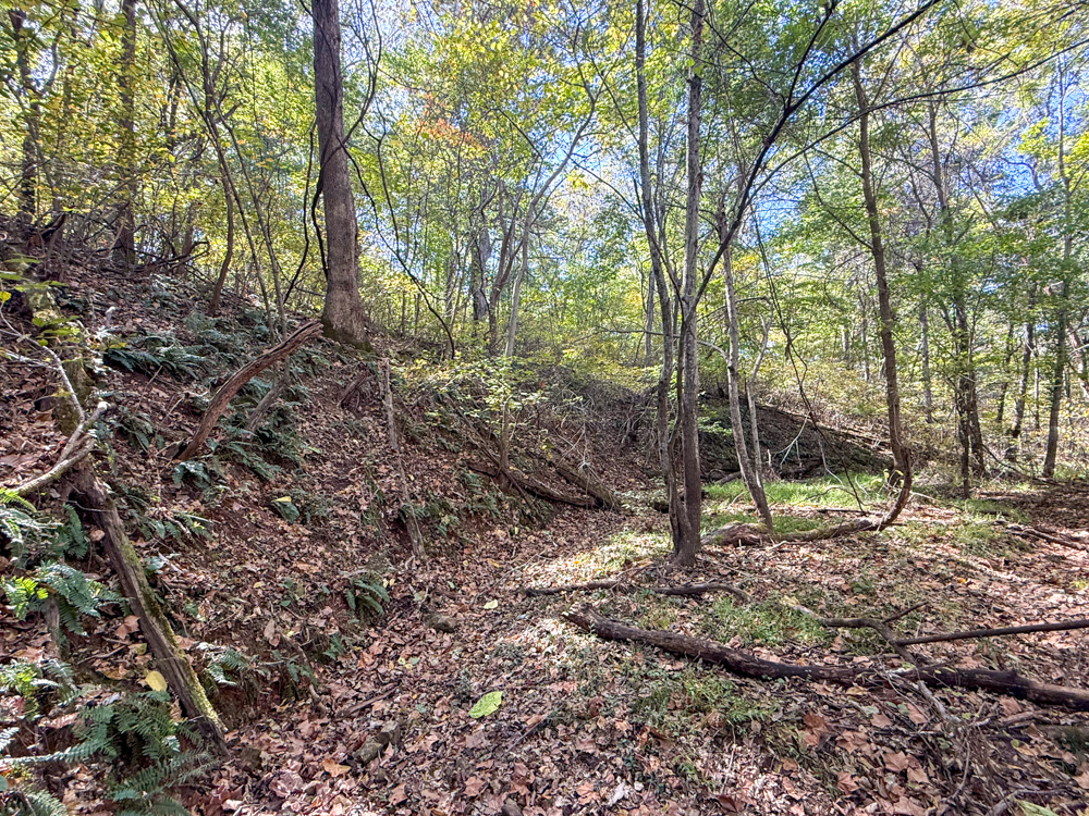 Premier Build Sites and Trophy Deer Habitat Near Carthage