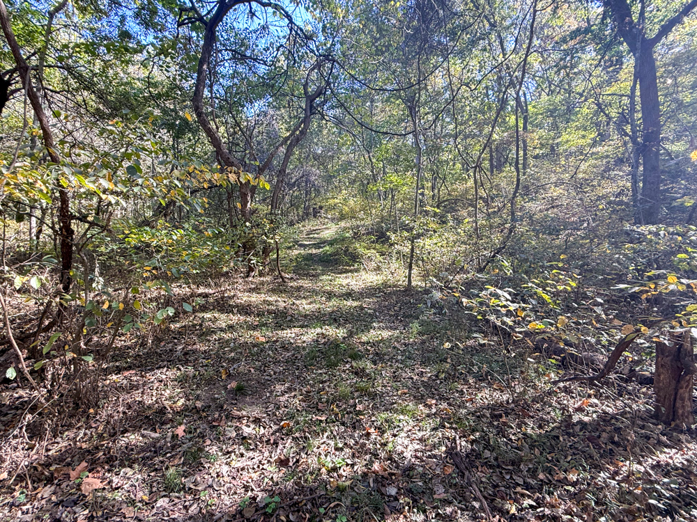 Premier Build Sites and Trophy Deer Habitat Near Carthage