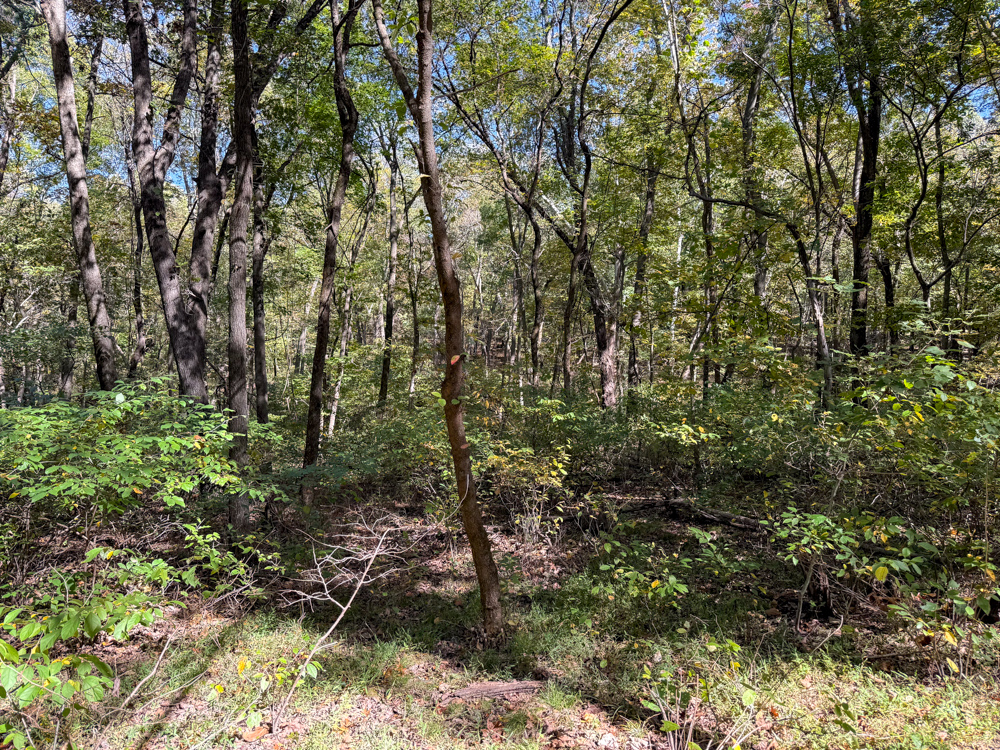 Premier Build Sites and Trophy Deer Habitat Near Carthage