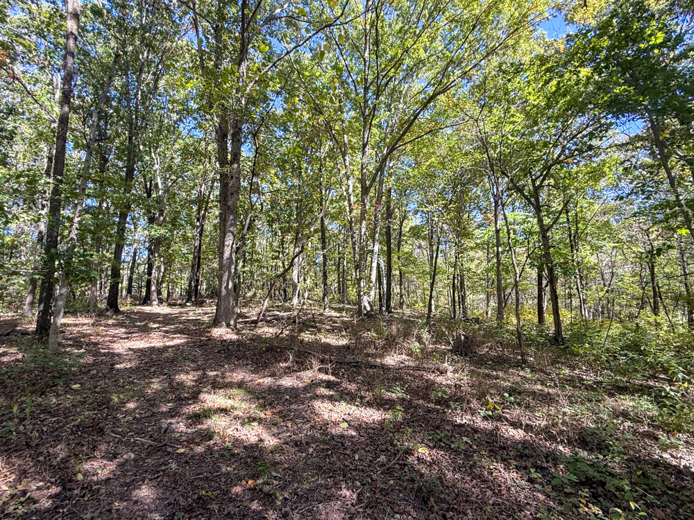 Premier Build Sites and Trophy Deer Habitat Near Carthage