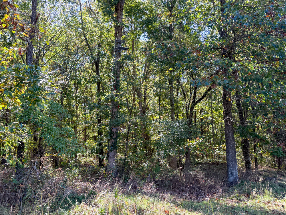 Premier Build Sites and Trophy Deer Habitat Near Carthage