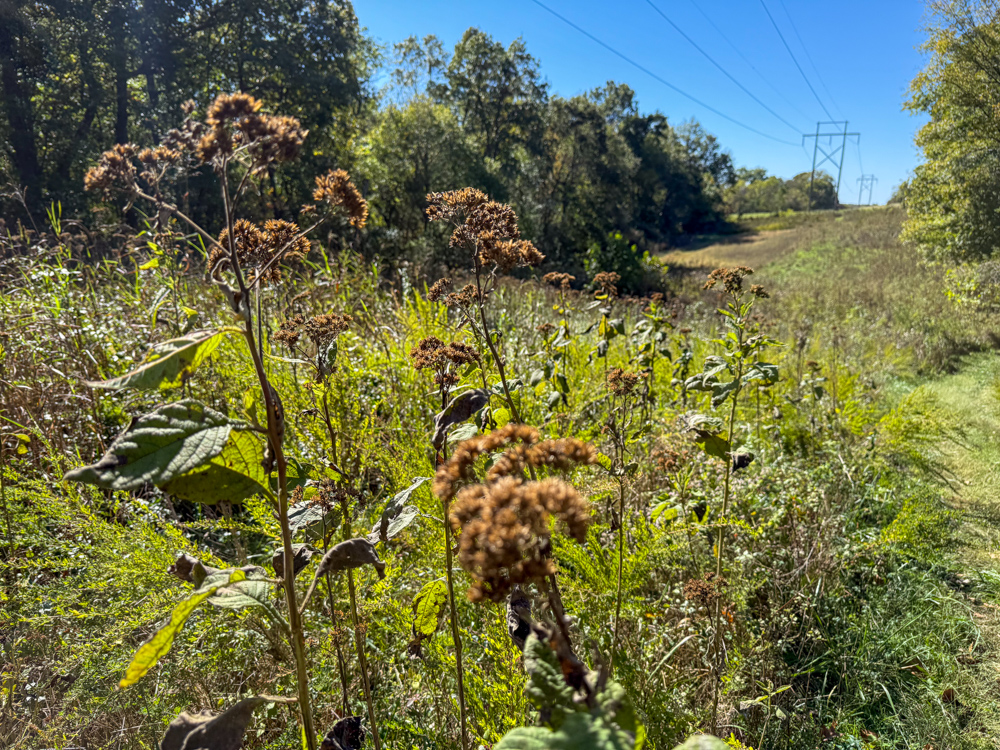 Premier Build Sites and Trophy Deer Habitat Near Carthage