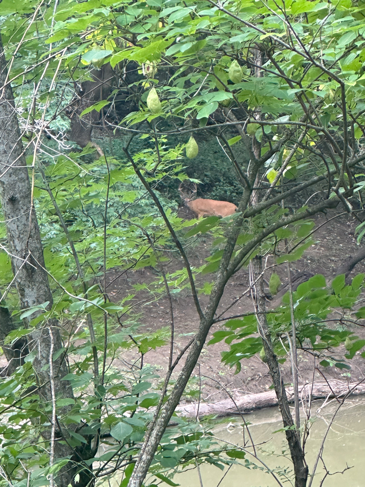 Big Bucks, Big Timber, and Big Income