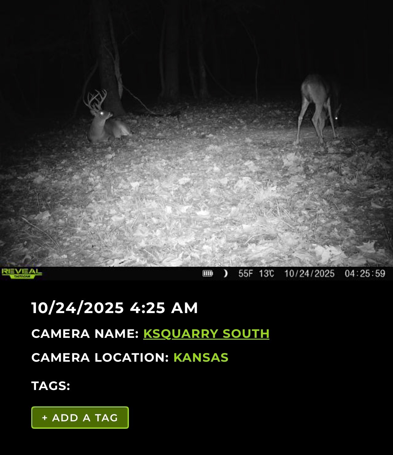 Big Bucks, Big Timber, and Big Income