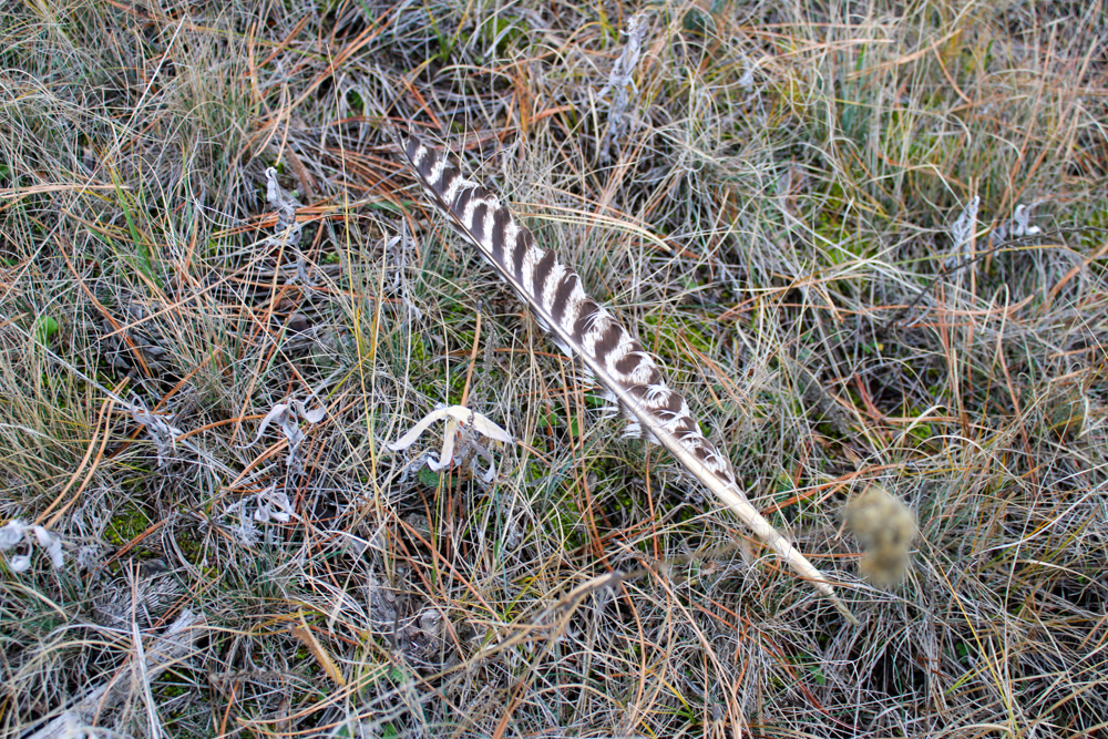 Pine Valley Build Site - Broad Axe Tract A5