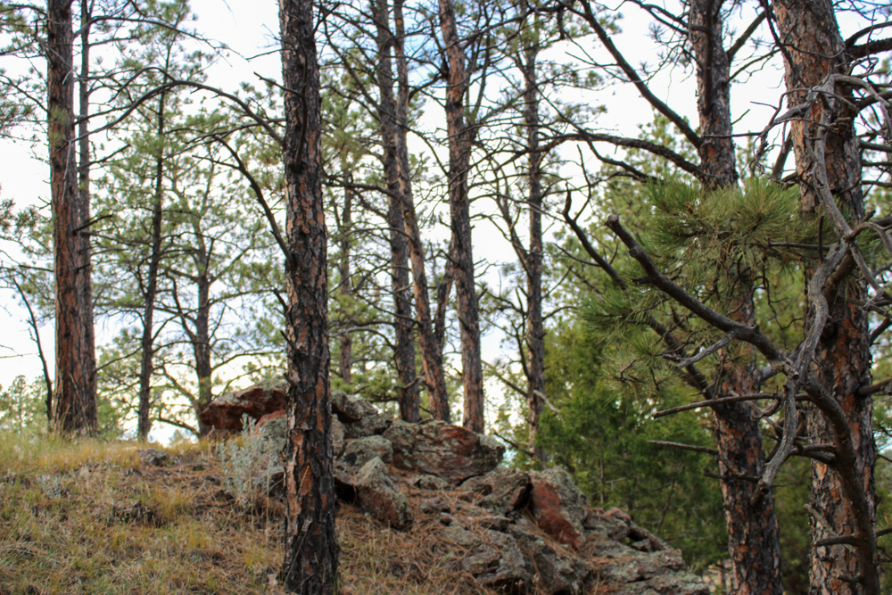 Pine Valley Build Site - Broad Axe Tract A5