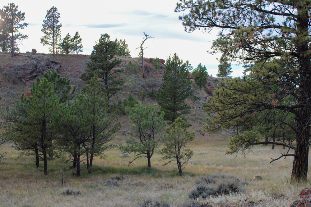 Pine Valley Build Site - Broad Axe Tract A5