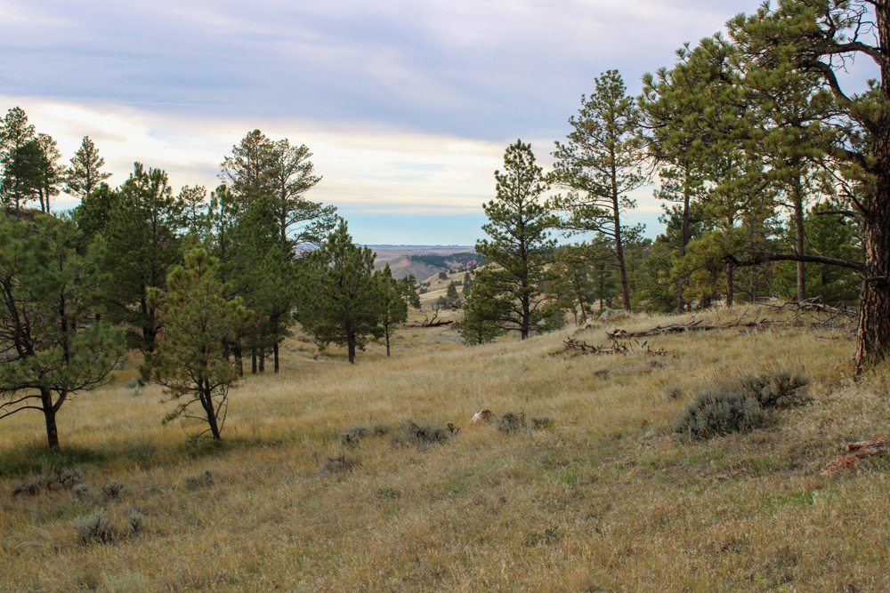 Pine Valley Build Site - Broad Axe Tract A5