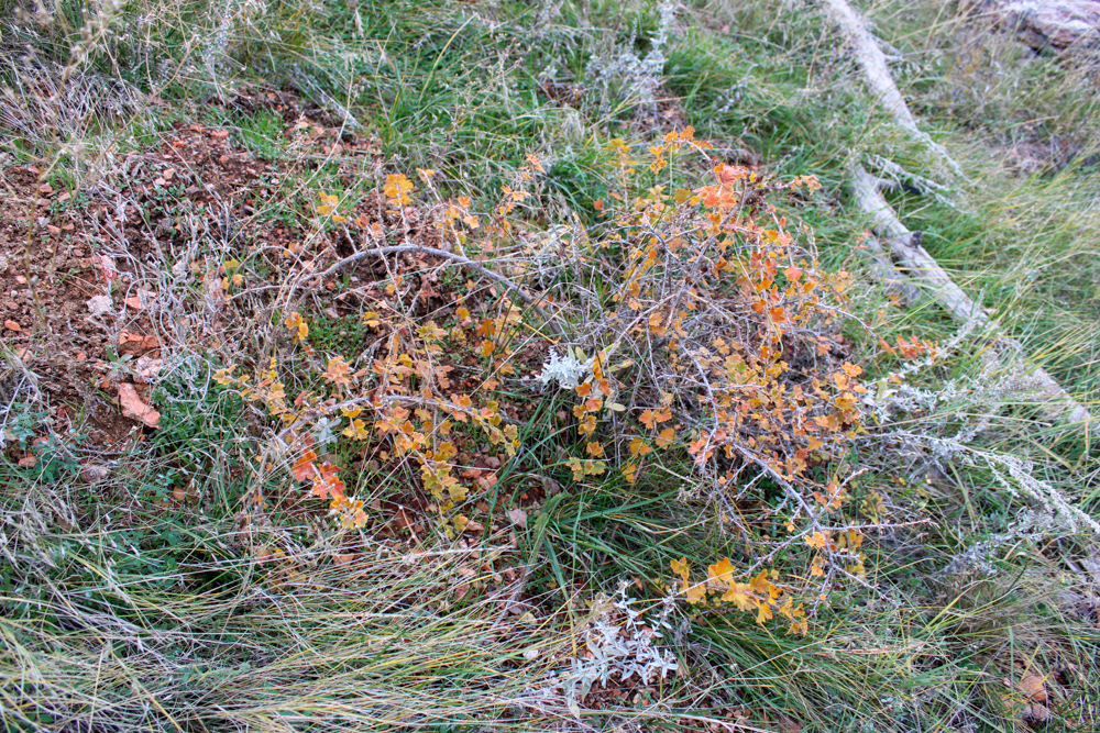 Pine Valley Build Site - Broad Axe Tract A5