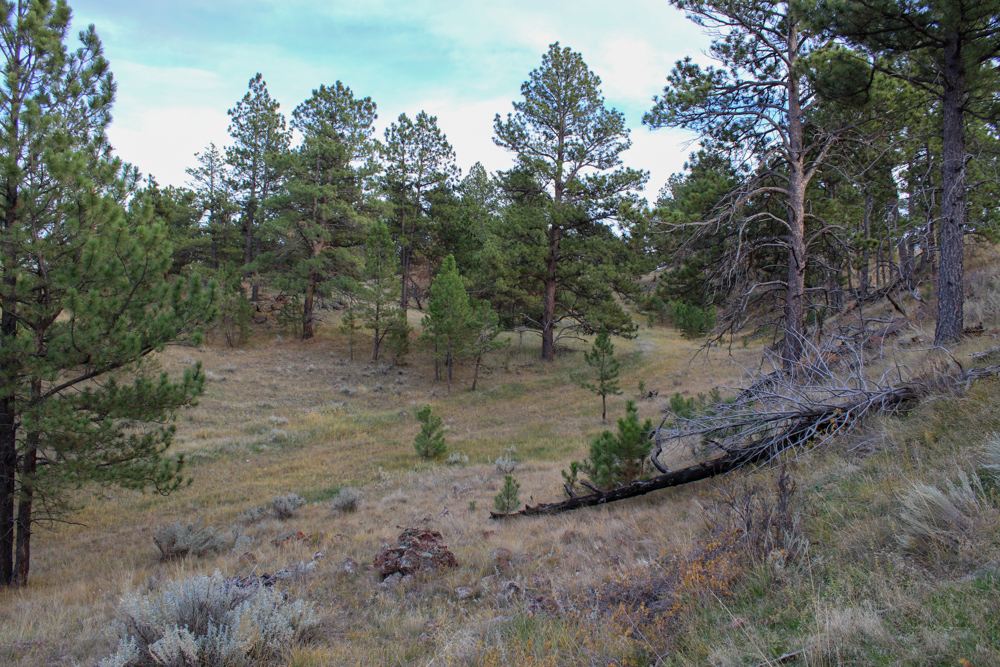 Pine Valley Build Site - Broad Axe Tract A5