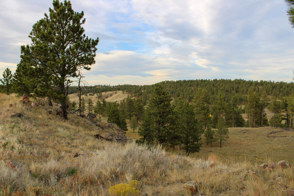 Pine Valley Build Site - Broad Axe Tract A5