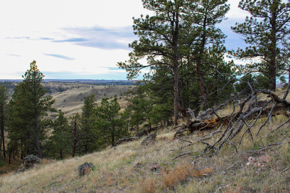 Pine Valley Build Site - Broad Axe Tract A5