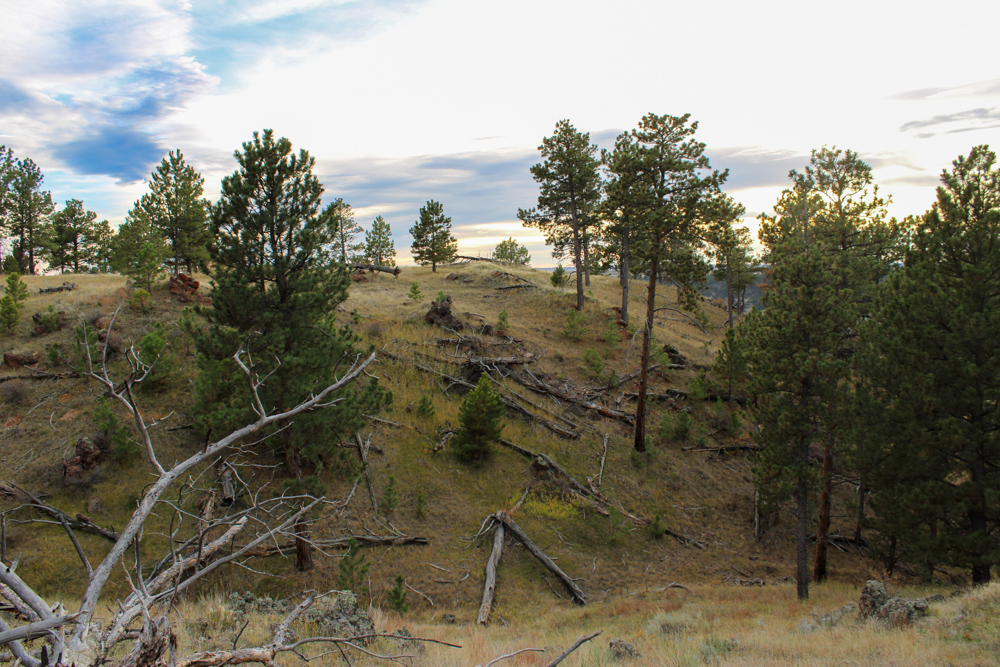 Pine Valley Build Site - Broad Axe Tract A5