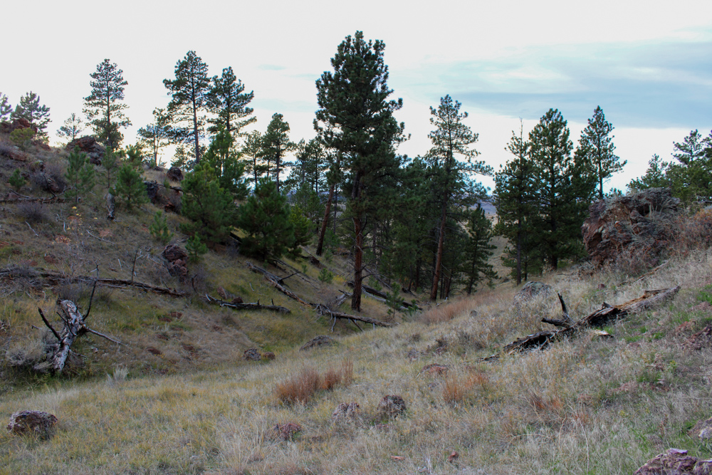 Pine Valley Build Site - Broad Axe Tract A5