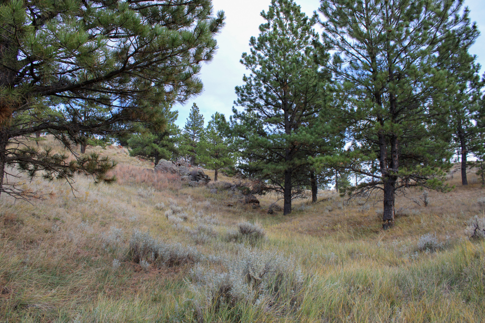 Pine Valley Build Site - Broad Axe Tract A5