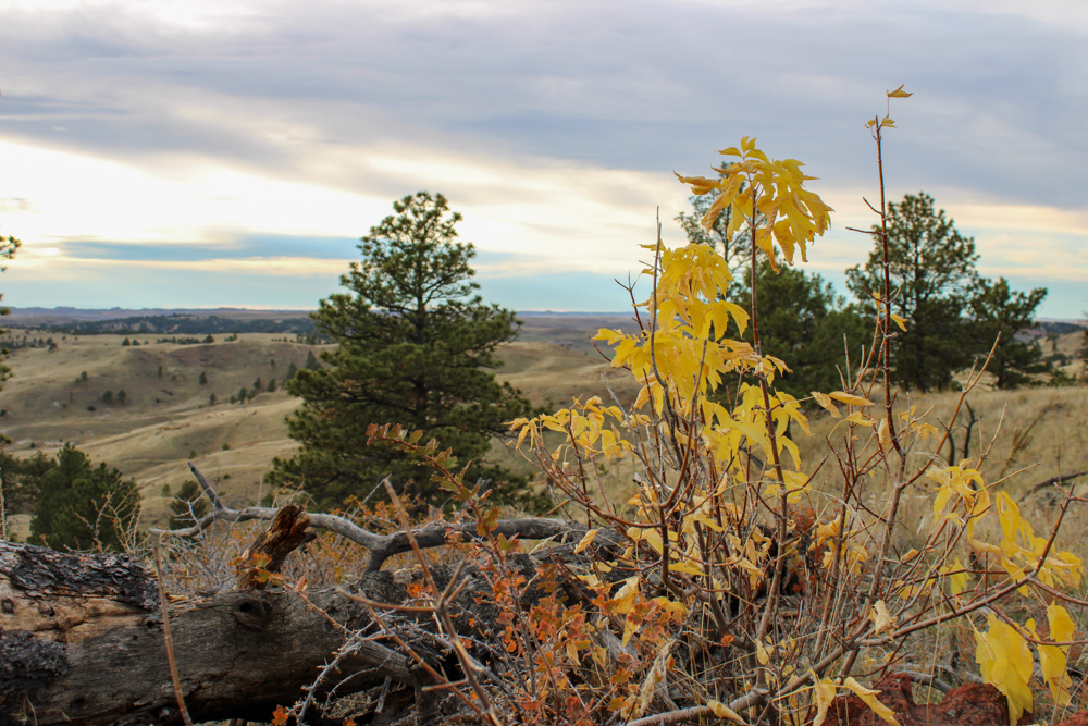 Pine Valley Build Site - Broad Axe Tract A5