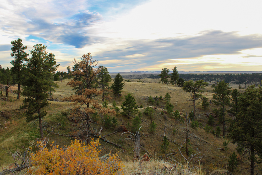 Pine Valley Build Site - Broad Axe Tract A5
