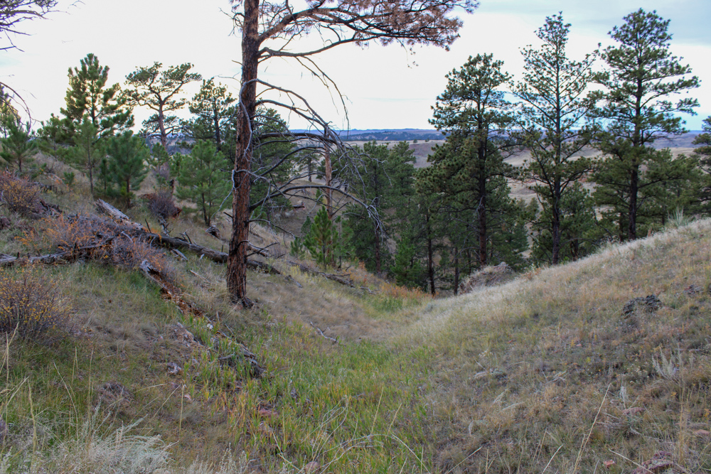 Pine Valley Build Site - Broad Axe Tract A5