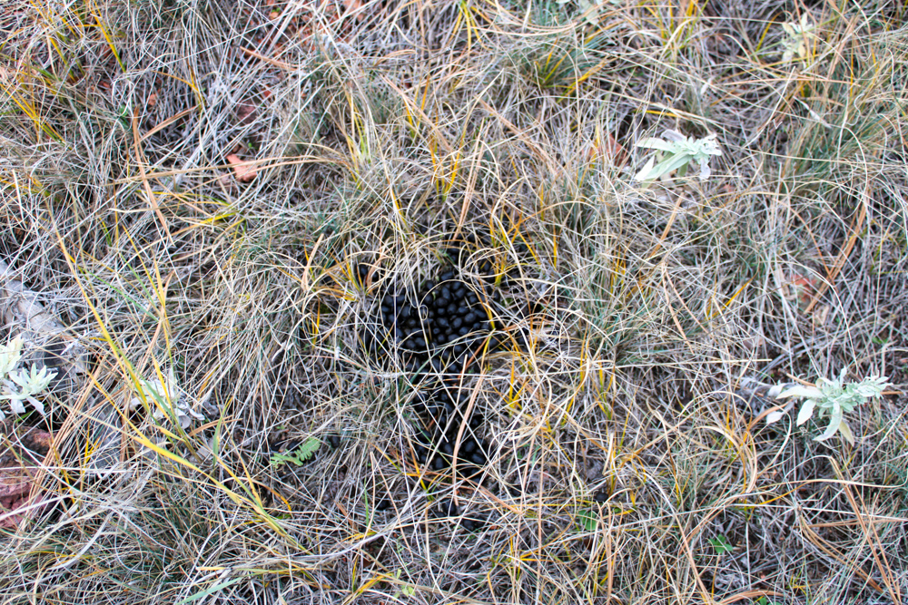 Pine Valley Build Site - Broad Axe Tract A5