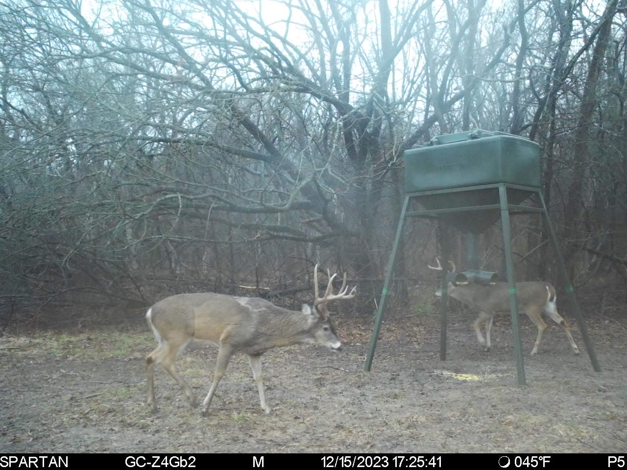 Big Bucks, Big Timber, and Big Income