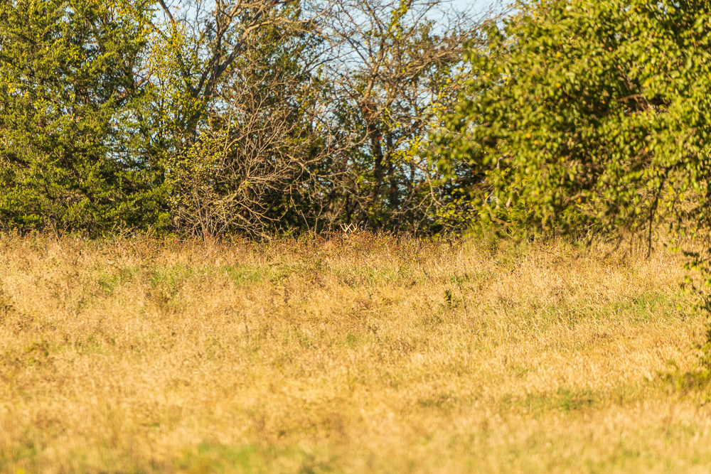 Stunning Hunting Acreage with Rustic Limestone Home