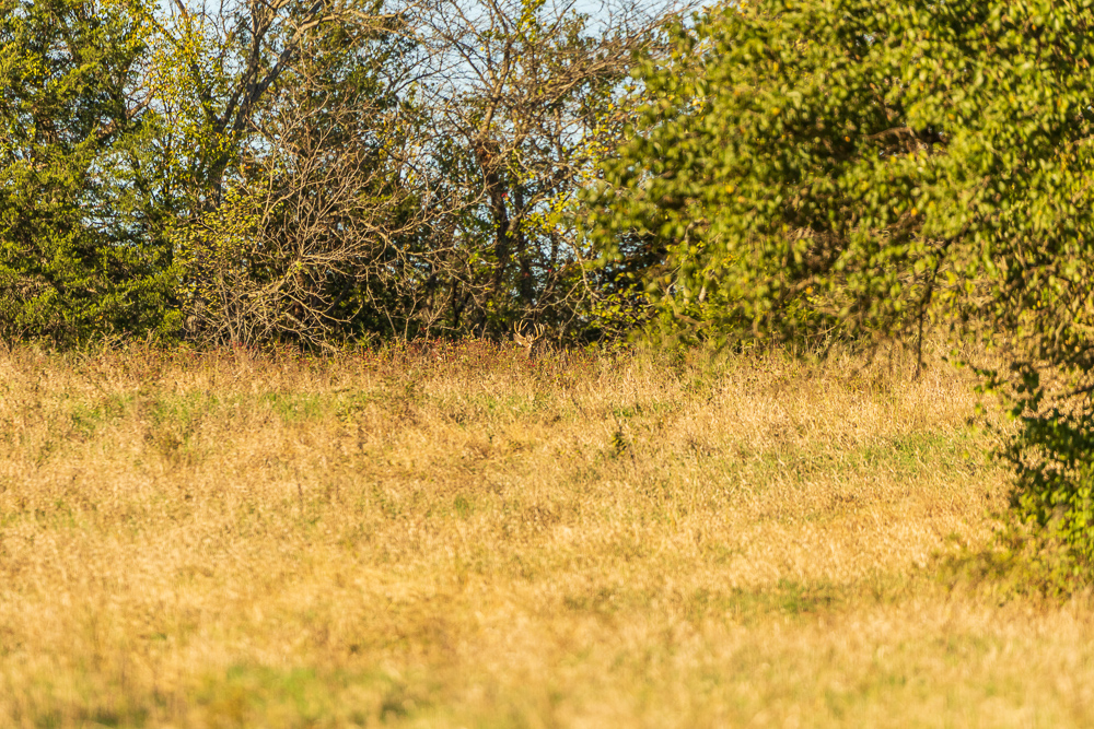 Stunning Hunting Acreage with Rustic Limestone Home