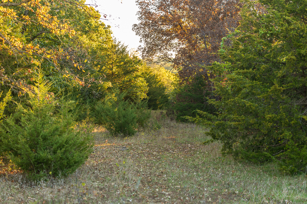 Stunning Hunting Acreage with Rustic Limestone Home