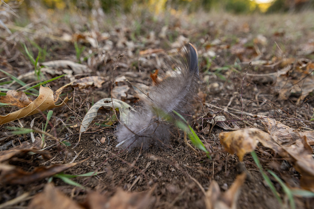 Stunning Hunting Acreage with Rustic Limestone Home