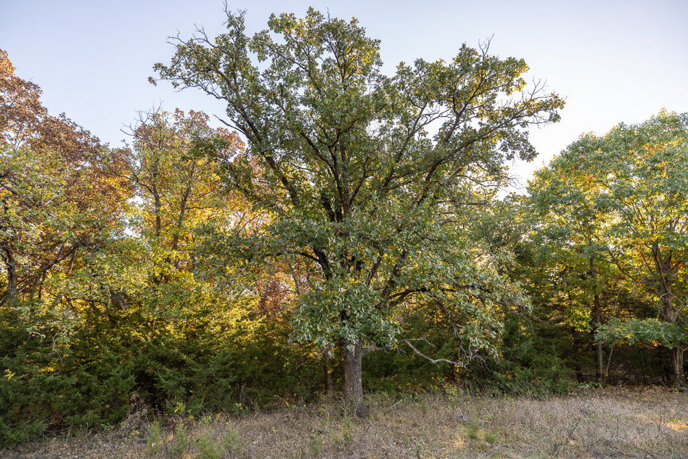 Stunning Hunting Acreage with Rustic Limestone Home