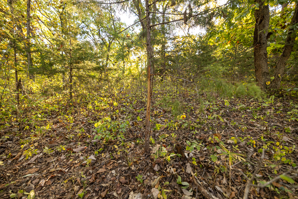 Stunning Hunting Acreage with Rustic Limestone Home